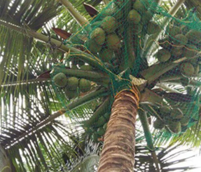 Anti coconut fall safety nets in hyderabad